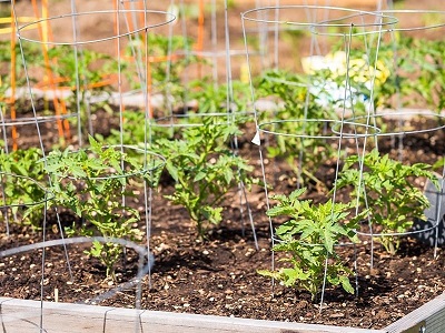 Tomato Cages