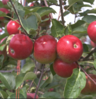 Apple Tree Empire 5 Gallon