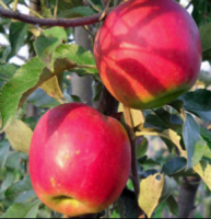 Apple Tree Mcintosh 5 Gallon