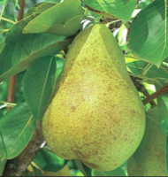 Pear S-dwf Tree Kieffer 5 Gallon