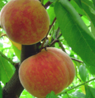 Peach S-dwf Tree Red Haven 5 Gallon