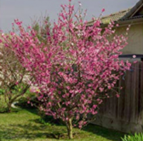 nectarine tree