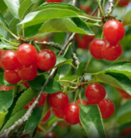 Cherry Dwf Tree Montmorency (sour) 5 Gallon