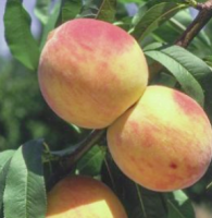 Peach S-dwf Tree Reliance 5 Gallon