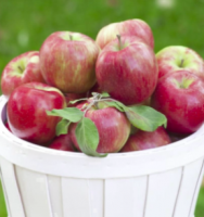 Apple S-dwf Tree Honeycrisp 5 Gallon