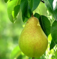 Pear S-dwf Tree Anjou 5 Gallon