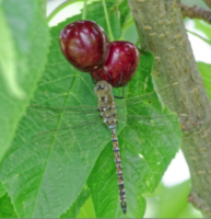 Cherry S-dwf Tree Van (sweet) 5 Gallon