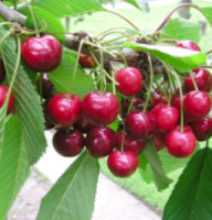 Cherry S-dwf Tree Lapins (sweet) 5 Gallon
