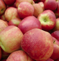 Apple S-dwf Tree Jonagold 5 Gallon