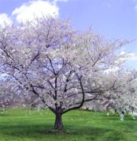 bing cherry tree leaves