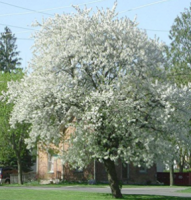 Black Tartarian Cherry Tree