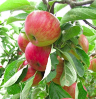 Apple S-dwf Tree Gala 5 Gallon