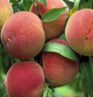 Peach S-dwf Tree Alberta 5 Gallon