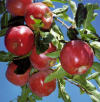Apple S-dwf Tree Red Delicious 5 Gallon