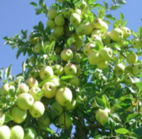 Apple Tree Yellow Delicious 5 Gallon