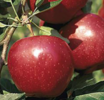 Apple S-dwf Tree Fugi 5 Gallon