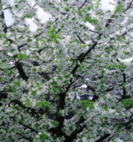 Cherry S-dwf Tree Stella (sweet) 5 Gallon
