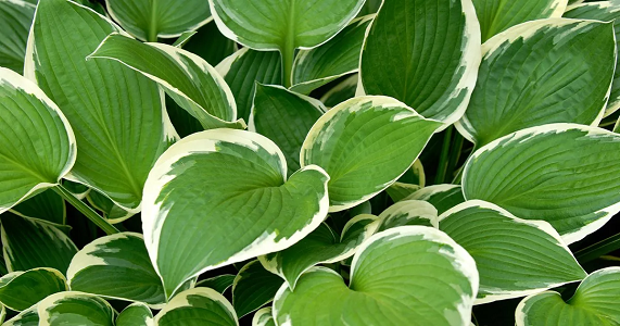 Shade-Loving Perennials