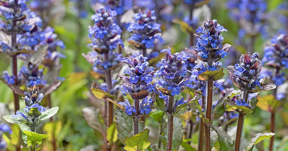 Groundcovers