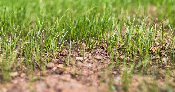 Seeding Mulches