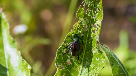 Insect Control