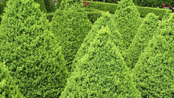 Evergreen Broadleaf Shrubs
