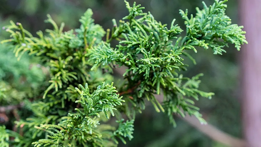 Evergreen Shrubs