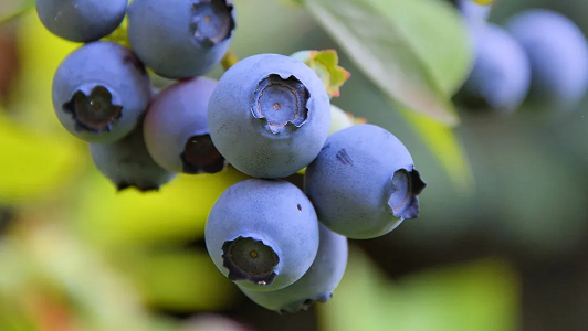 Fruit Bushes