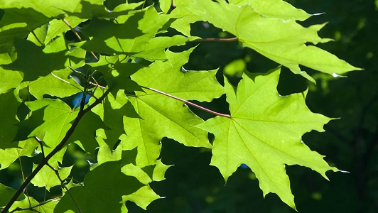 Deciduous Trees