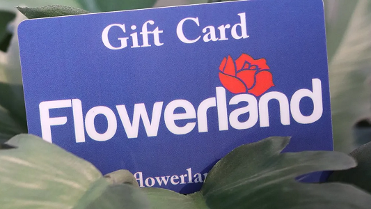   eGift Card Logo - Blue Flower: Gift Cards