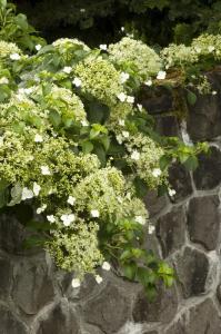 Hydrangea Climbing Petiolaris 3 Gallon Pot