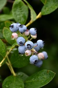 Blueberry Jersey 7.5" Pot