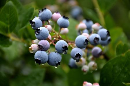 Blueberry Bluecrop 8" Pot