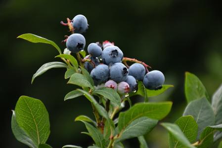 Blueberry Northland 8" Pot