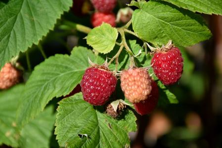 Raspberry Bush Lathan (june Bearing) 8" Pot