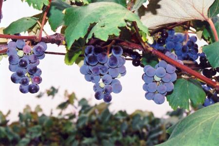 Grape Concord Seedless 8" Pot