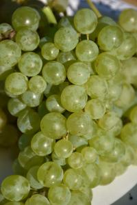 Grape Himrod Seedless 8" Pot