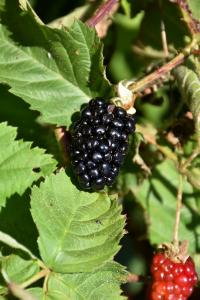 Blackberry Chester Thornless 8" Pot