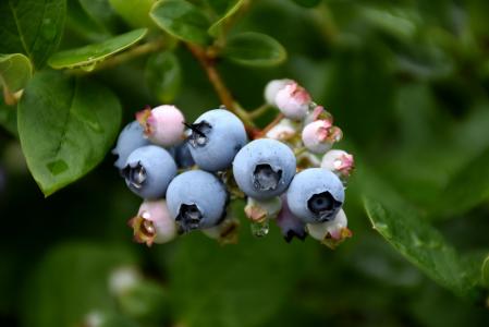 Blueberry Elliott 8" Pot