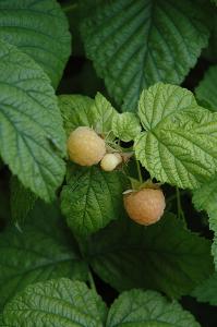 Raspberry Fall Gold-Yellow 8" Pot
