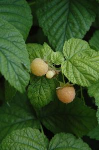 Raspberry Bush Fall Gold-yellow 8" Pot