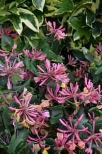 Honeysuckle Goldflame 8" Pot