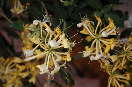 Honeysuckle Vine Scentsation Proven Winners 3 Gallon Pot