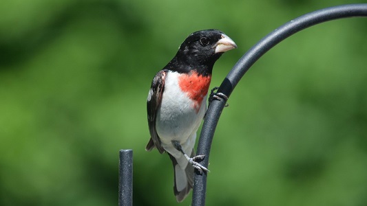 Bird Accessories