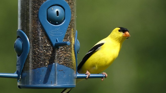 Finch Feeders