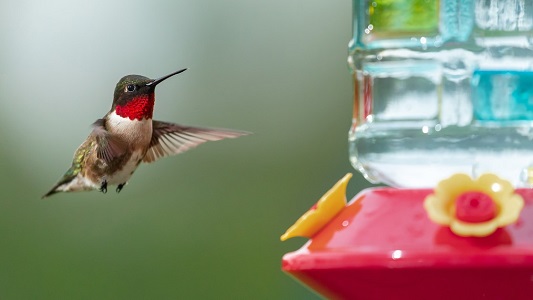 Oriole/Hummingbird Feeders