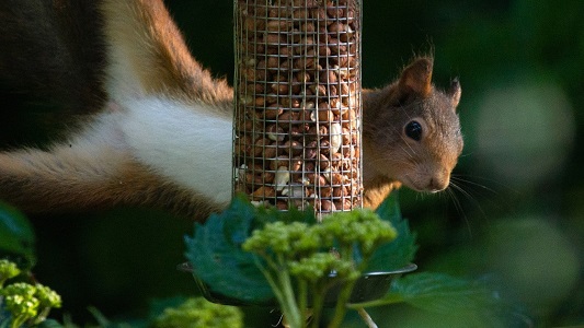 Squirrel Resistant Feeders