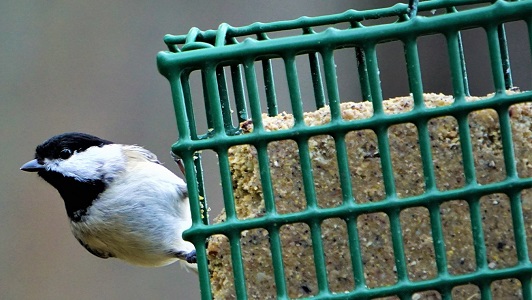 Suet Feeders