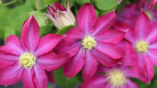 Clematis