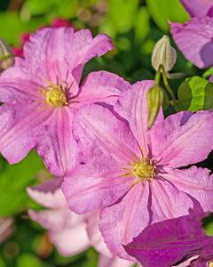 Clematis Comtesse De Bouchard 6" Pot